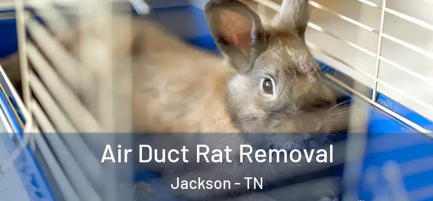 Air Duct Rat Removal Jackson - TN