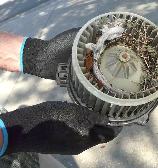 About Air Duct Mice Removal in Jackson, TN